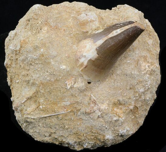Mosasaur (Prognathodon) Tooth In Rock - Cyber Monday Deal! #39519